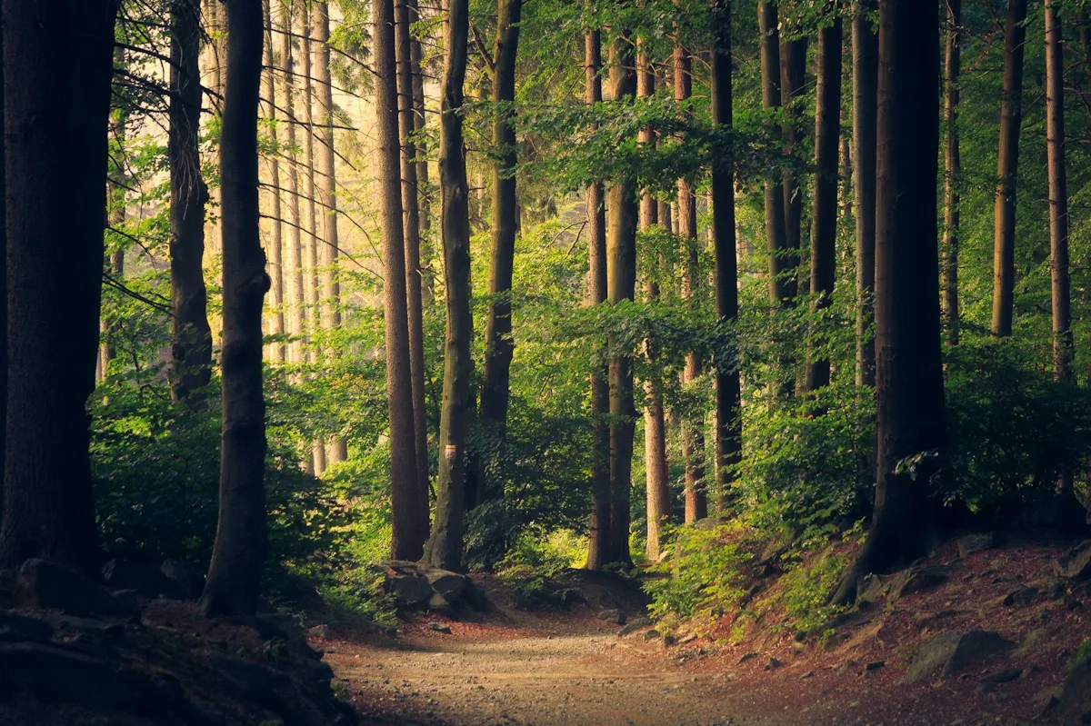 Sendero en un bosque